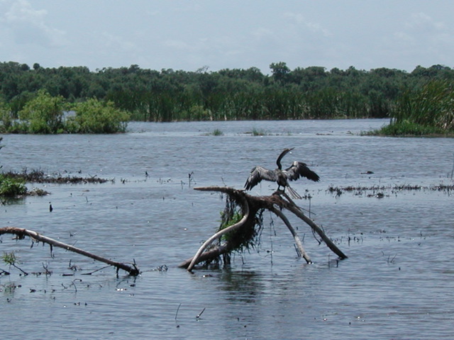 Florida Everglades Photos