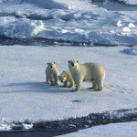 polar-bears-climate-change