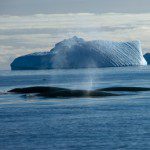 The South Ocean is the World's most imortant feeding ground for whales