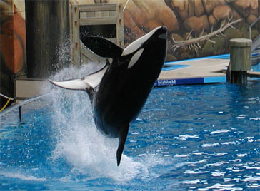 Final Report Reveals Details Of Seaworld Trainer's Death