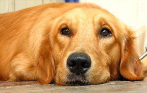 Golden_Retriever