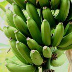 green-bananas-537x402