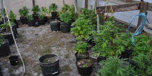 Marijuana plants found by police K-9 during training exercise. (Photo: VCSO)