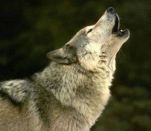 wolf-howl1
