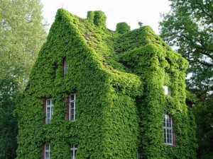 green-living-walls_TiAab_114461