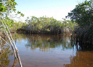Florida Everglades (Photo: Flickr/Sarah and Jason)