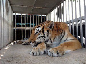 This photo provided by BluePearl Veterinary Partners shows Ty, a 400-pound tiger who had a 4-pound hairball surgically extracted on Wednesday, May 22, 2013, in Clearwater, Fla. (Photo via ctpost.com) 