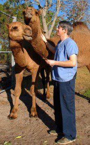 Dr. Trevor Zachariah, feeds 3-year-old Dromedary camels Frankie, left and Sammy at the Brevard Zoo. (Image by John M. Egan).