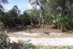 Cleared area where human remains of African-American female were found. (Photo: OCSO) 