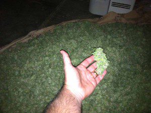 Marijuana found at 