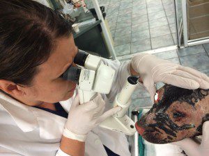 Dr. Tammy Miller Michau, a board-certified veterinary ophthalmologist with BluePearl Veterinary Partners in Tampa, examines Hope’s eyes Tuesday.