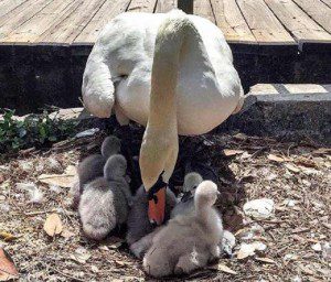 Eola-Swan-Babies
