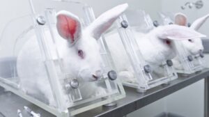 cosmetic testing animals