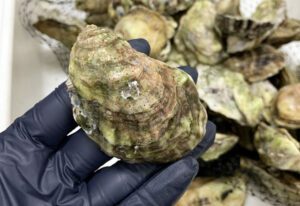 Florida oyster toxic chemicals Leila Lemos