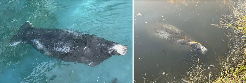 rescued manatee SeaWorld - Florida