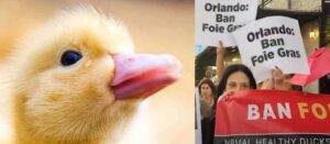 Orlando Animal Rights - Direct Action Everywhere