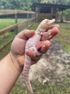 Baby Albino Gator