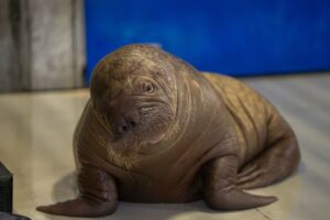 SeaWorld Orlando walrus calf Uki