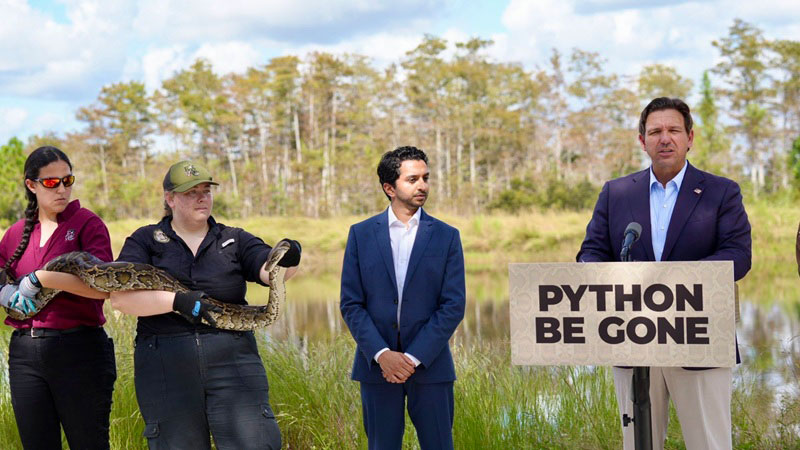 Record Removal Numbers of Invasive Burmese Pythons from Florida Everglades