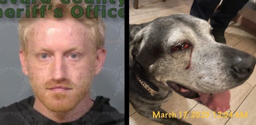Justice for Doobie as Florida Man Convicted for Stabbing Dog Justice for Doobie as Florida Man Convicted for Stabbing Dog